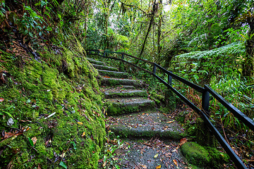 Image showing Tourist trail in rainforest in Tapanti national park, Costa Rica