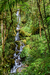 Image showing Small wild mountain river waterfall. San Gerardo de Dota, Costa Rica.