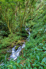 Image showing Small wild mountain river waterfall. San Gerardo de Dota, Costa Rica.