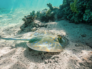 Image showing Bluespotted ribbontail ray (Taeniura lymma), Egypt