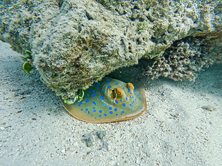 Image showing Bluespotted ribbontail ray (Taeniura lymma), Egypt