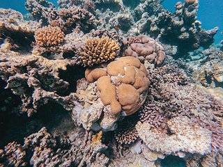 Image showing Coral reef garden in red sea, Marsa Alam Egypt