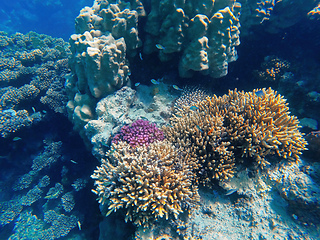 Image showing Coral reef garden in red sea, Marsa Alam Egypt