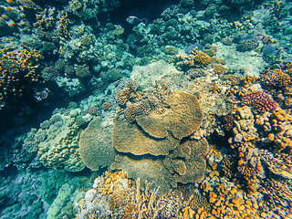 Image showing Coral reef garden in red sea, Marsa Alam Egypt