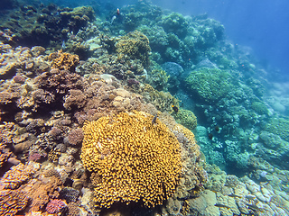 Image showing Coral reef garden in red sea, Marsa Alam Egypt