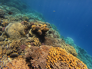 Image showing Coral reef garden in red sea, Marsa Alam Egypt