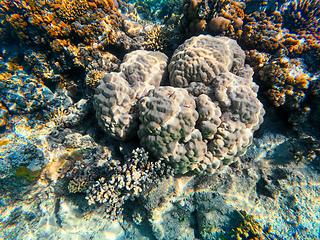 Image showing Coral reef garden in red sea, Marsa Alam Egypt