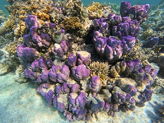 Image showing Coral reef garden in red sea, Marsa Alam Egypt