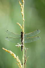 Image showing Dragonfly, predatory insect in natural habitat, Czech Republic