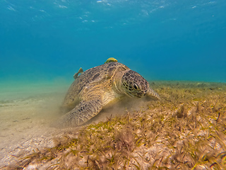 Image showing Adult green sea turtle, Chelonia mydas, Marsa Alam Egypt