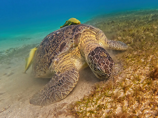 Image showing Adult green sea turtle, Chelonia mydas, Marsa Alam Egypt