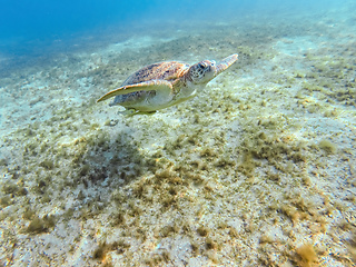 Image showing Adult green sea turtle, Chelonia mydas, swim in Marsa Alam Egypt