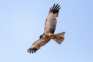 Image showing Marsh Harrier, Circus aeruginosus, Birds of prey, Europe Wildlif