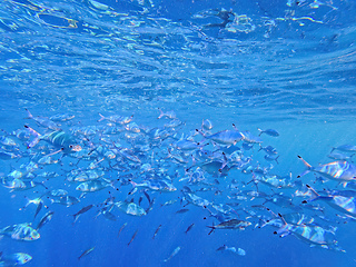 Image showing Striped fusilier Caesio striata, small silver fish in the red se