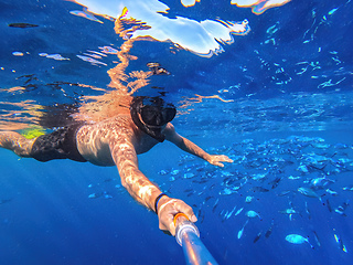 Image showing Snorkel swim in blue water with school of Caesio Striata coral fish, Red Sea, Egypt