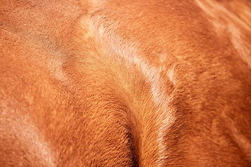 Image showing Brown horse, skin and texture of animal fur in agriculture, sustainable farming or leather textile industry. Closeup, backgrounds or chestnut color hair, coat or pattern detail of equestrian wildlife