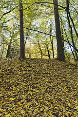 Image showing maple trees during autumn