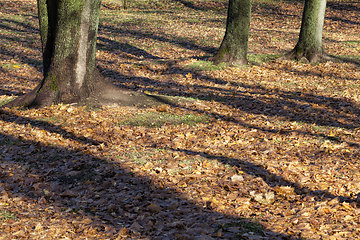 Image showing maple trees during autumn