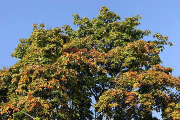 Image showing deciduous forest during leaf fall