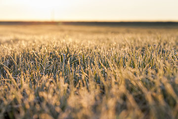 Image showing fertile field during sunset or dawn