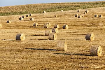 Image showing a stack of straw