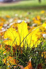 Image showing autumn the leaves fall