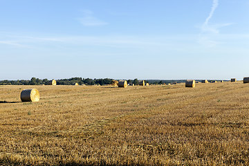 Image showing stack of straw