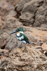 Image showing Amazon Kingfisher (Chloroceryle amazona), river Tarcoles Costa Rica