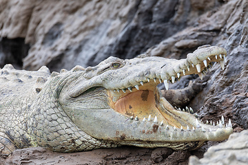 Image showing American crocodile, Crocodylus acutus, river Rio Tarcoles, Costa Rica Wildlife