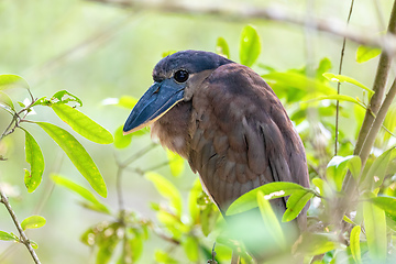 Image showing Boat-billed heron (Cochlearius cochlearius), river Tarcoles, Cos