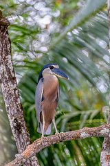 Image showing Boat-billed heron (Cochlearius cochlearius), river Tarcoles, Cos