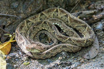 Image showing Terciopelo, Bothrops asper, Carara, Costa Rica wildlife.