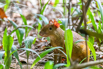 Image showing Central American agouti - Dasyprocta punctata, Curu Wildlife Reserve, Costa Rica wildlife