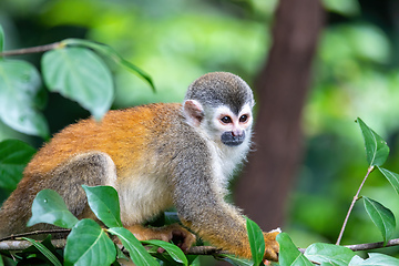 Image showing Central American squirrel monkey, Saimiri oerstedii, Quepos, Cos