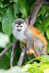 Image showing Central American squirrel monkey, Saimiri oerstedii, Quepos, Cos