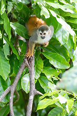 Image showing Central American squirrel monkey, Saimiri oerstedii, Quepos, Cos