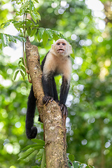 Image showing Colombian white-faced capuchin (Cebus capucinus), Manuel Antonio