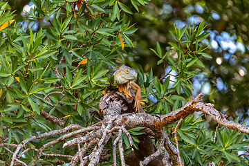 Image showing Green iguana (Iguana iguana), Rio Tempisque Costa Rica wildlife