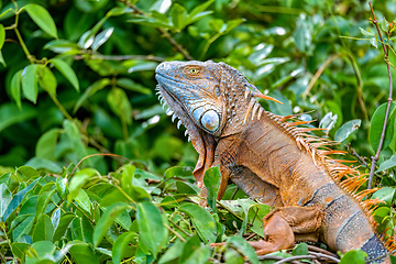 Image showing Green iguana (Iguana iguana), Rio Tempisque Costa Rica wildlife