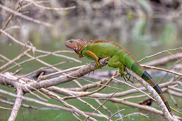 Image showing Green iguana (Iguana iguana), river Tarcoles Costa Rica wildlife