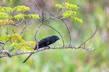 Image showing Bird, groove-billed ani (Crotophaga sulcirostris), Guanacaste Co