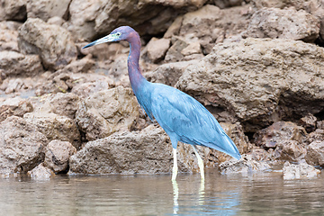 Image showing Little blue heron, Egretta caerulea, river Tarcoles, Costa Rica