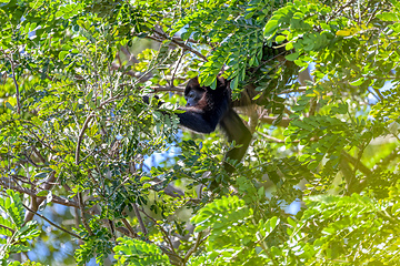 Image showing Mantled howler, Alouatta palliata, Rio Bebedero Guanacaste, Cost