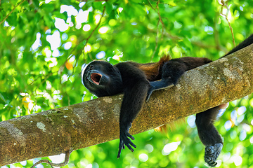 Image showing Mantled howler, Alouatta palliata, Curu, Costa Rica