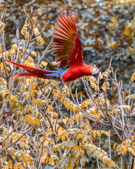 Image showing Scarlet macaw, Ara macao, Quepos Costa Rica.