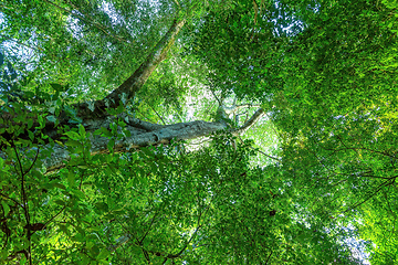 Image showing Treetop in Tropical Rain Forest Carara, Costa rica