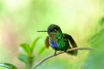 Image showing violet-headed hummingbird (Klais guimeti), San Gerardo de Dota, Costa Rica.