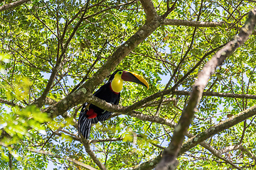 Image showing yellow-throated toucan, Ramphastos ambiguus, Carara National Par