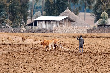 Image showing Ethiopian farmer plows fields with cows