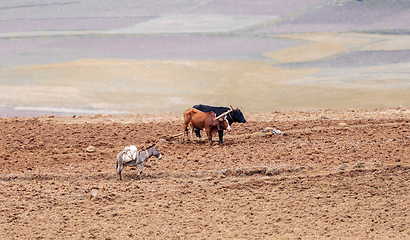 Image showing Ethiopian farmer plows fields with cows